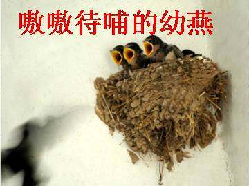 燕子_课件2