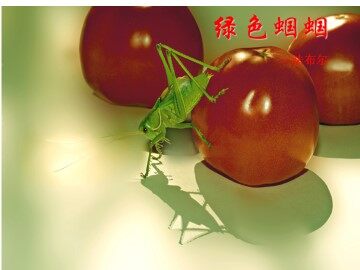 绿色蝈蝈_课件14