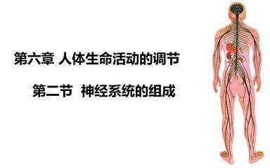 神经系统的组成