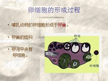 生物高中必修2第二章第一节第三课时课件3