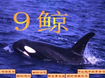 9 鲸