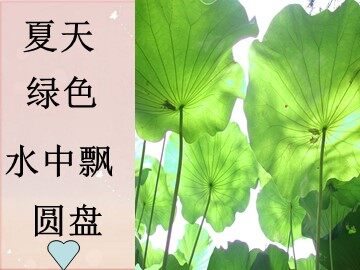 14 荷叶圆圆 