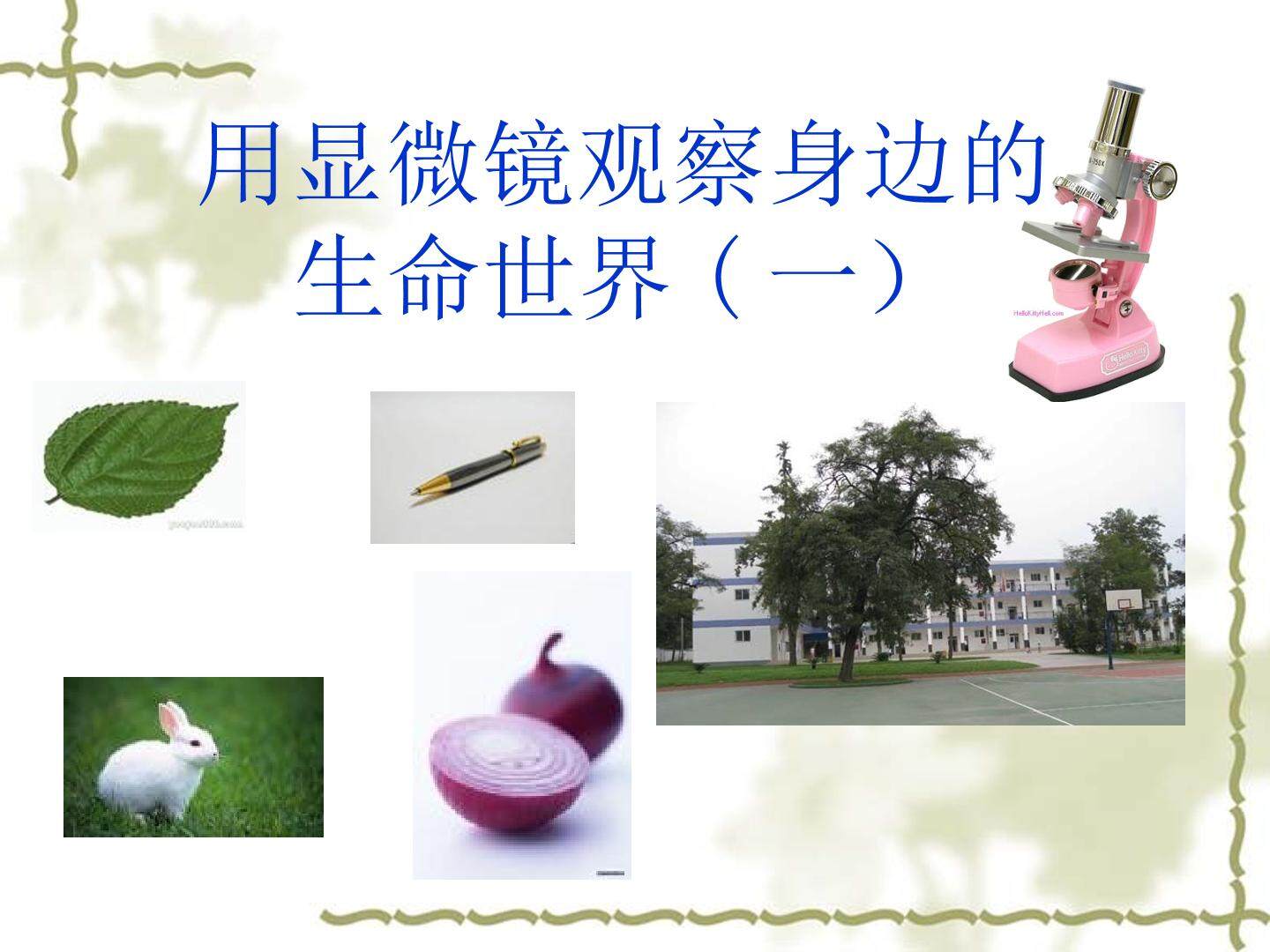 用显微镜观察身边的生命世界(一) 课件2