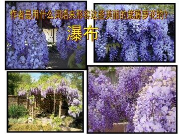 紫藤萝瀑布_课件6