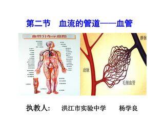 第二节 血流的管道----血管