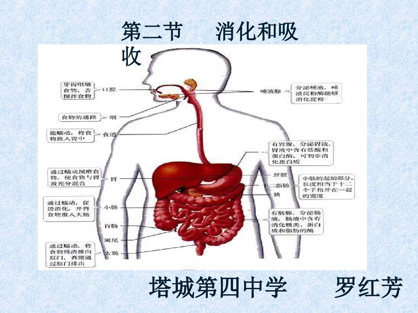 消化和吸收