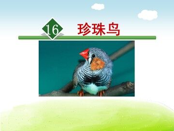 16* 珍珠鸟