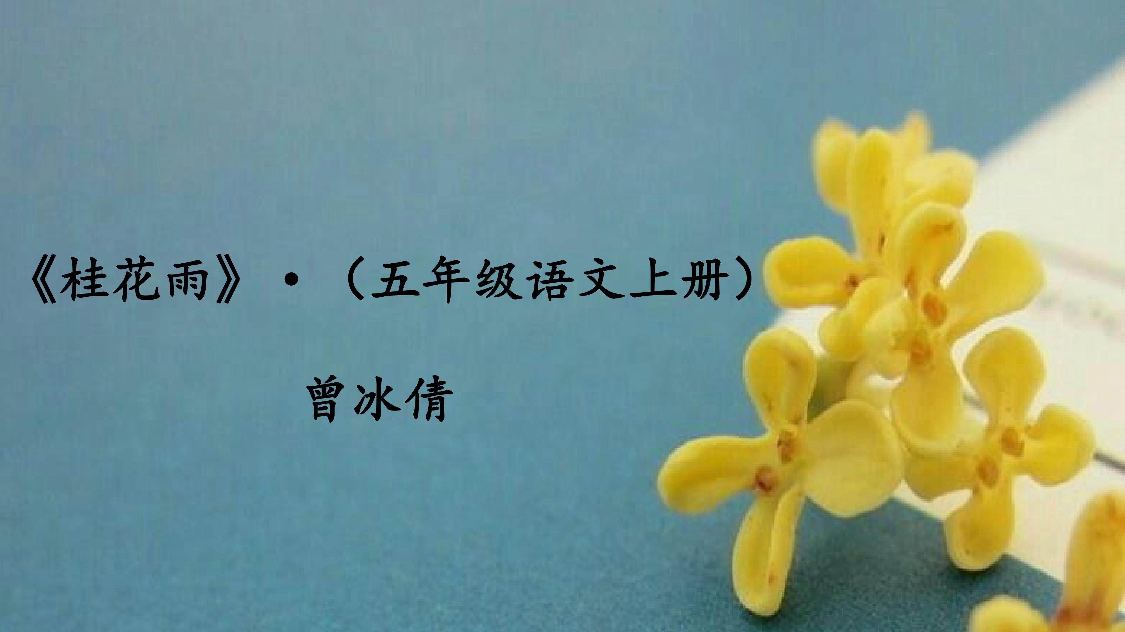 桂花雨