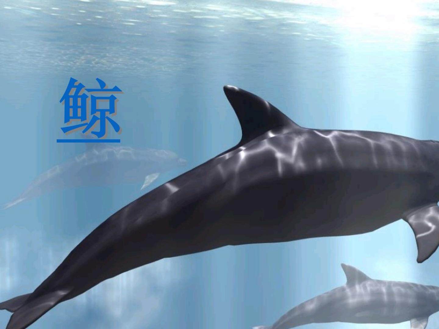 9 鲸