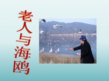 老人与海鸥_课件1