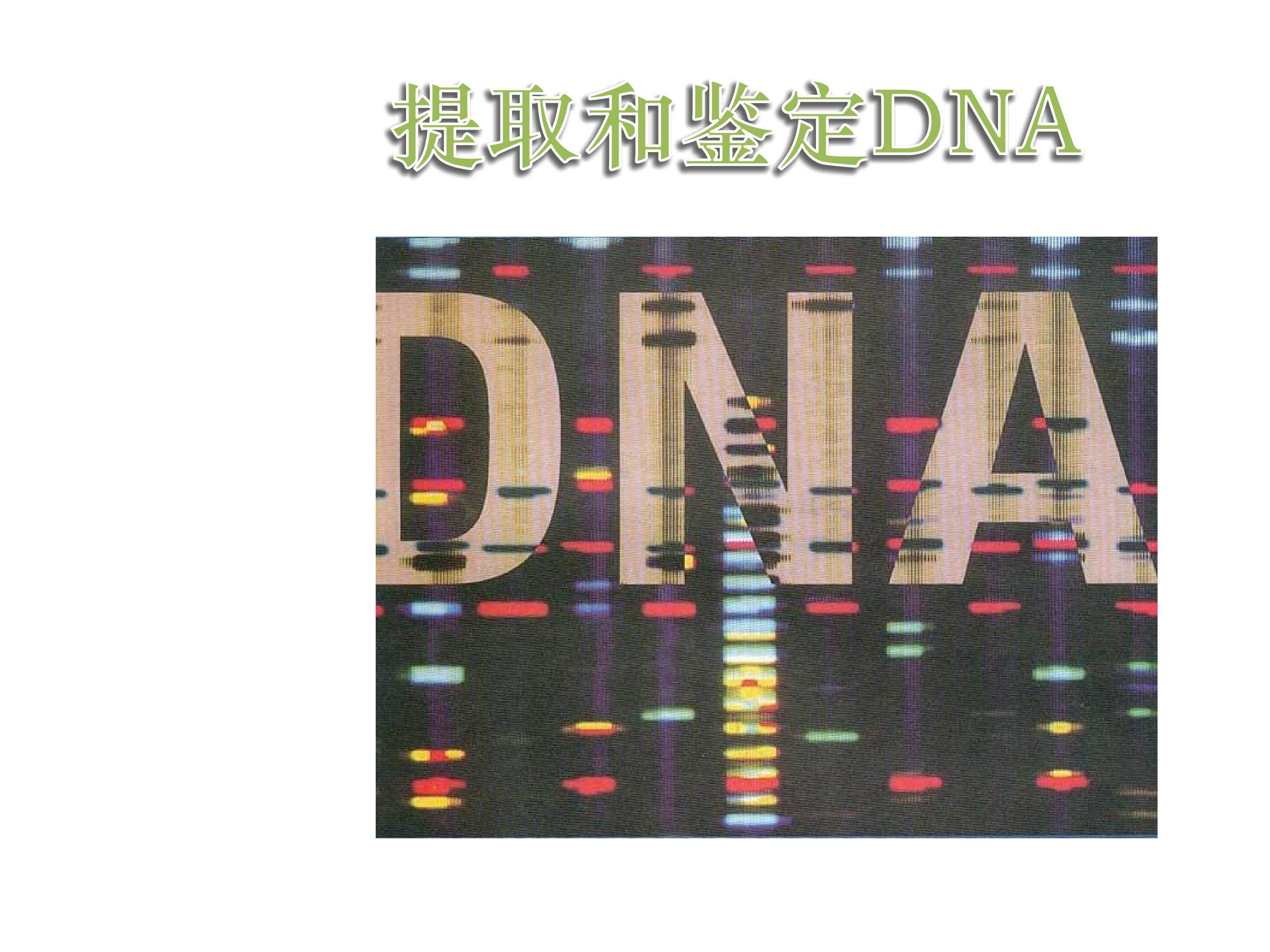 提取和鉴定DNA_课件1