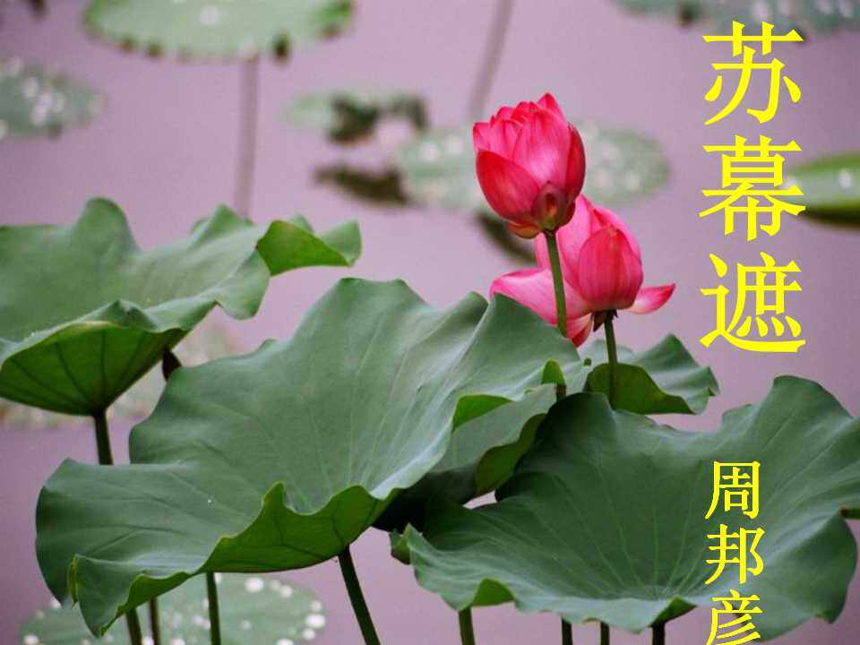 苏幕遮
