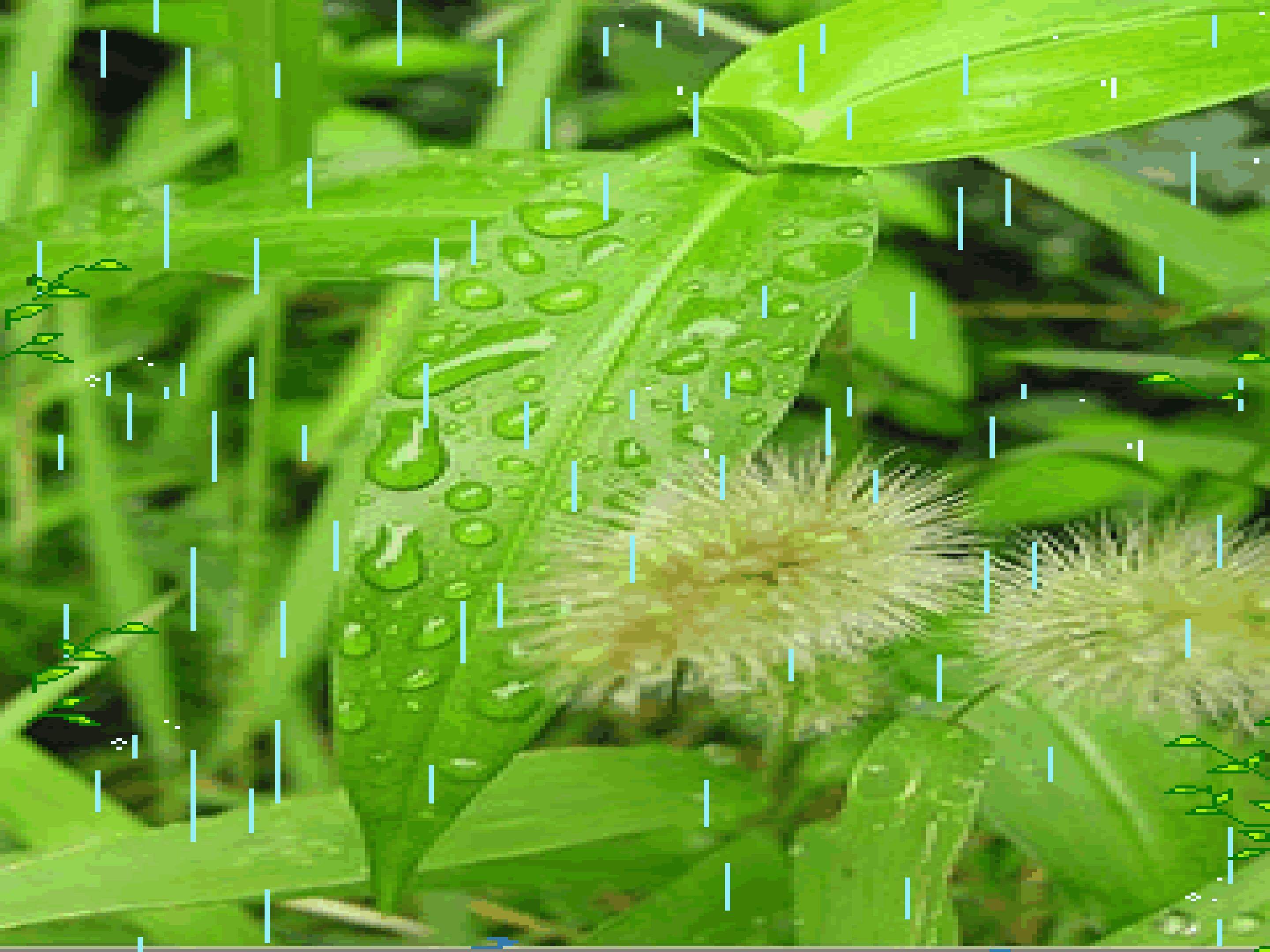秋天的雨