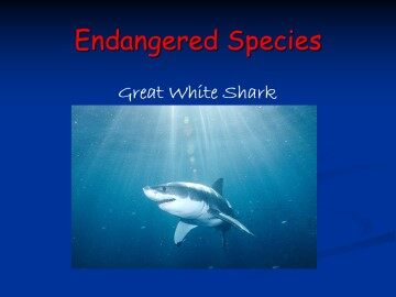 Endangered Species_课件1