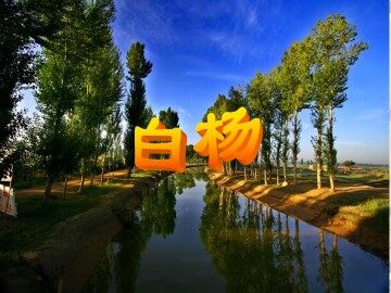 白杨_课件7