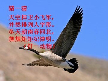 14＊大雁归来