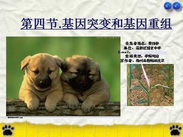 生物高中必修2第五章第一节课件4