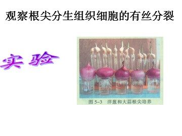 生物高中必修1第六章第一节第三课时课件