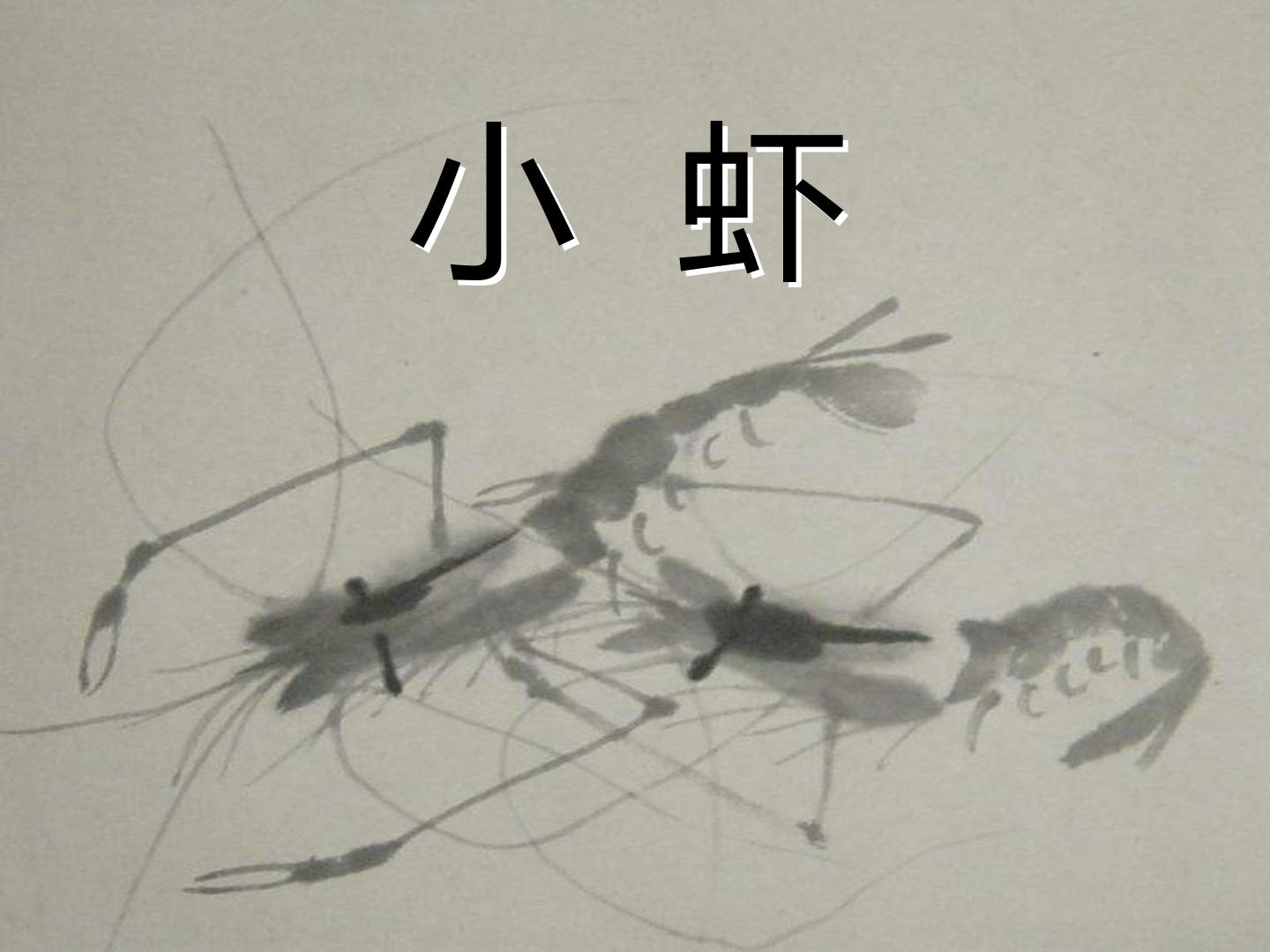 小    虾_课件1