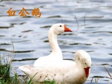 白公鹅_课件4