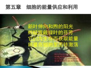 酶的作用和本质