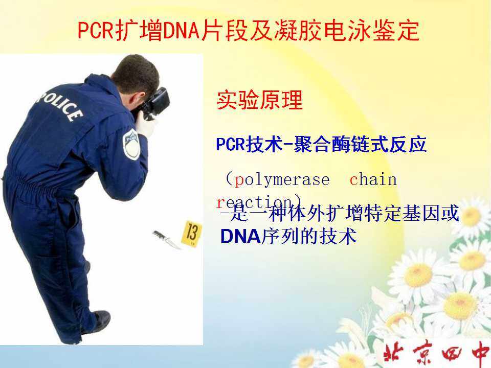 张瑾 PCR扩增DNA片段及凝胶电泳鉴定