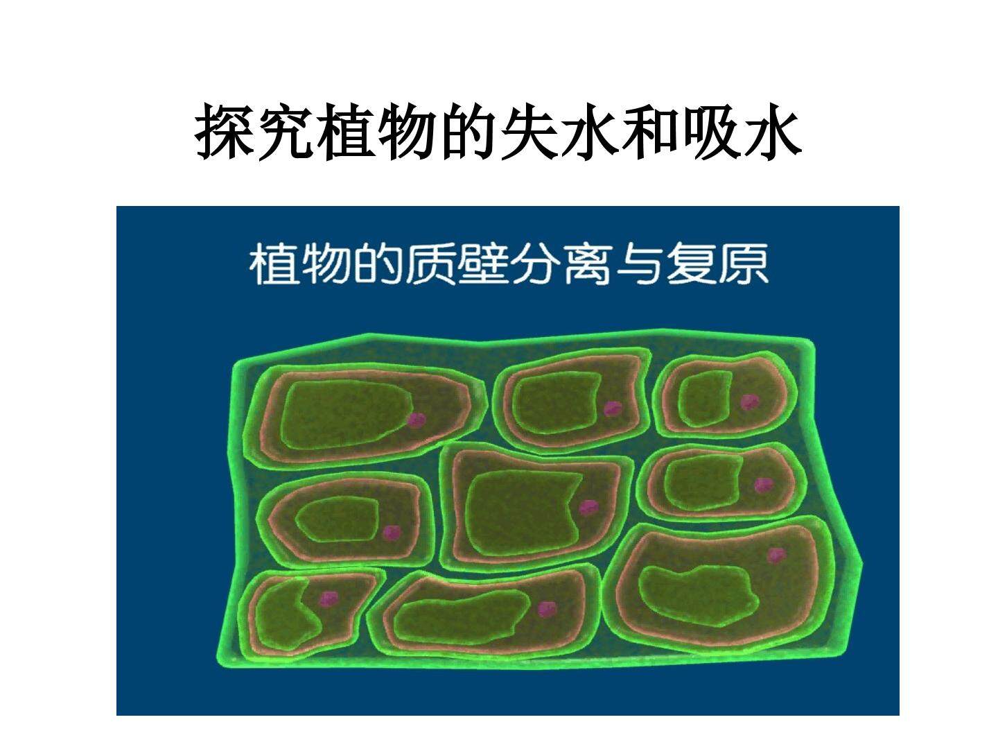 第1节  物质跨膜运输的实例