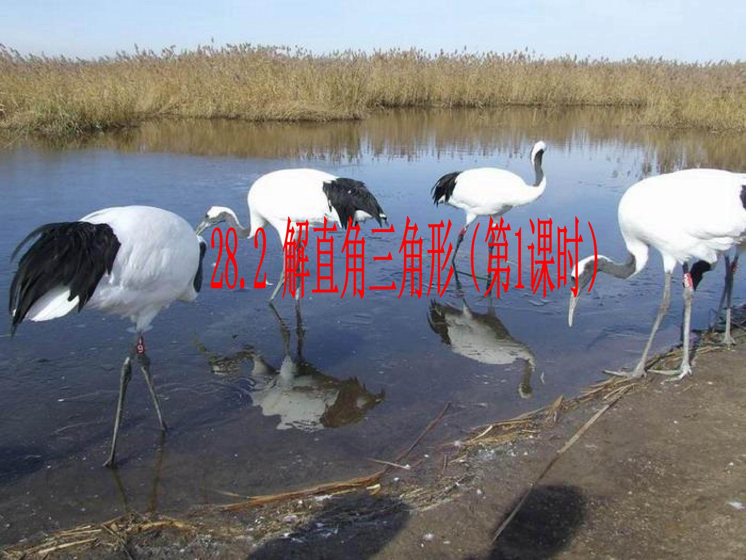 解直角三角形