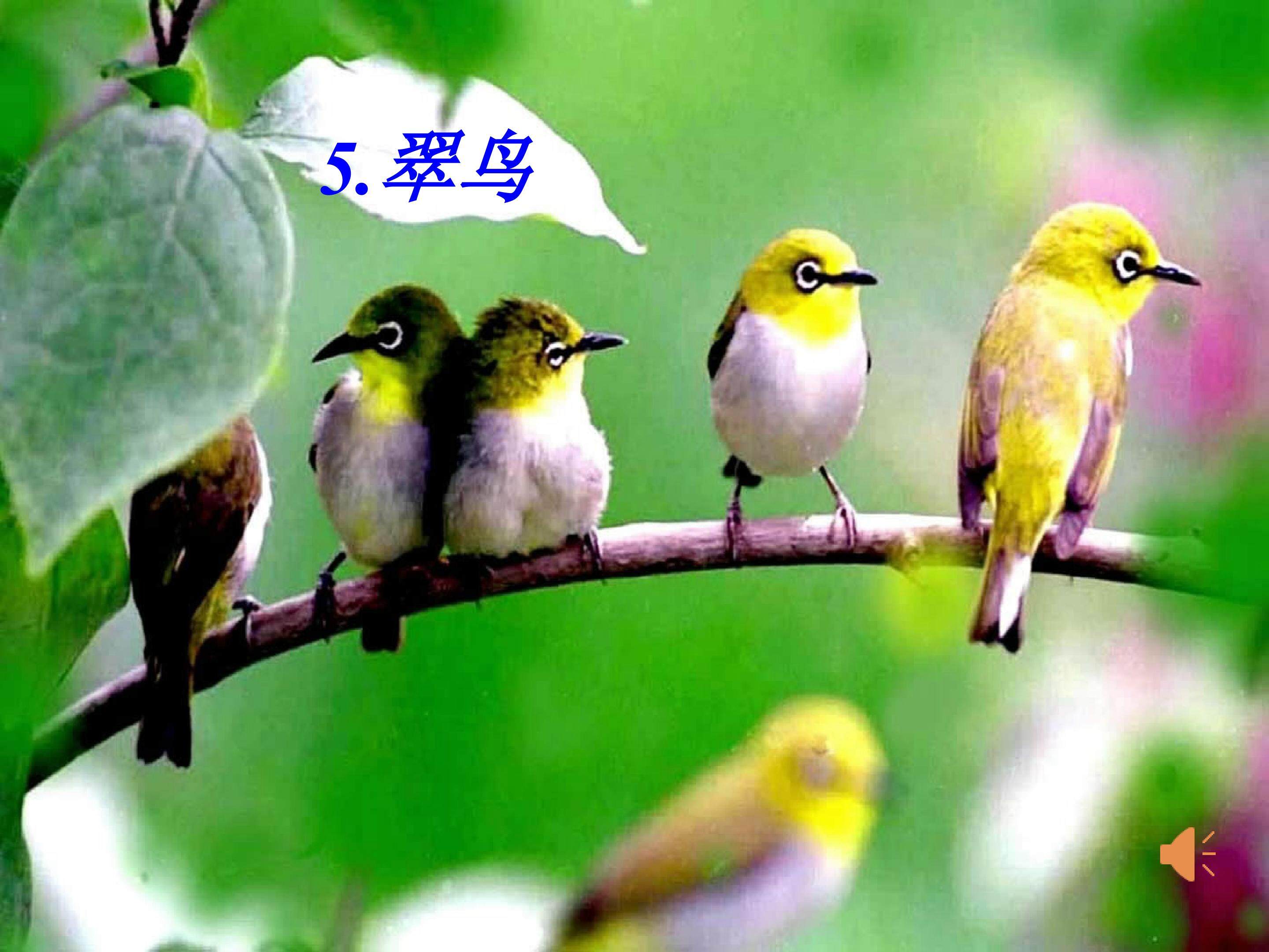 翠鸟