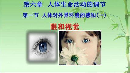 第一节人体对外界环境的感知-眼及视觉的形成