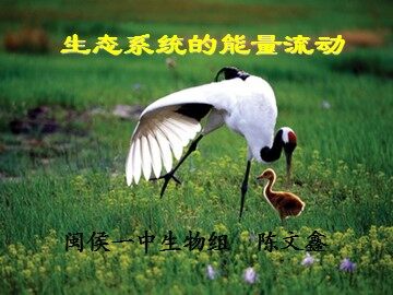 生物高中必修3第五章第二节课件9