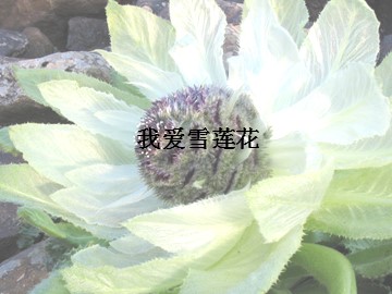 我爱雪莲花_课件1
