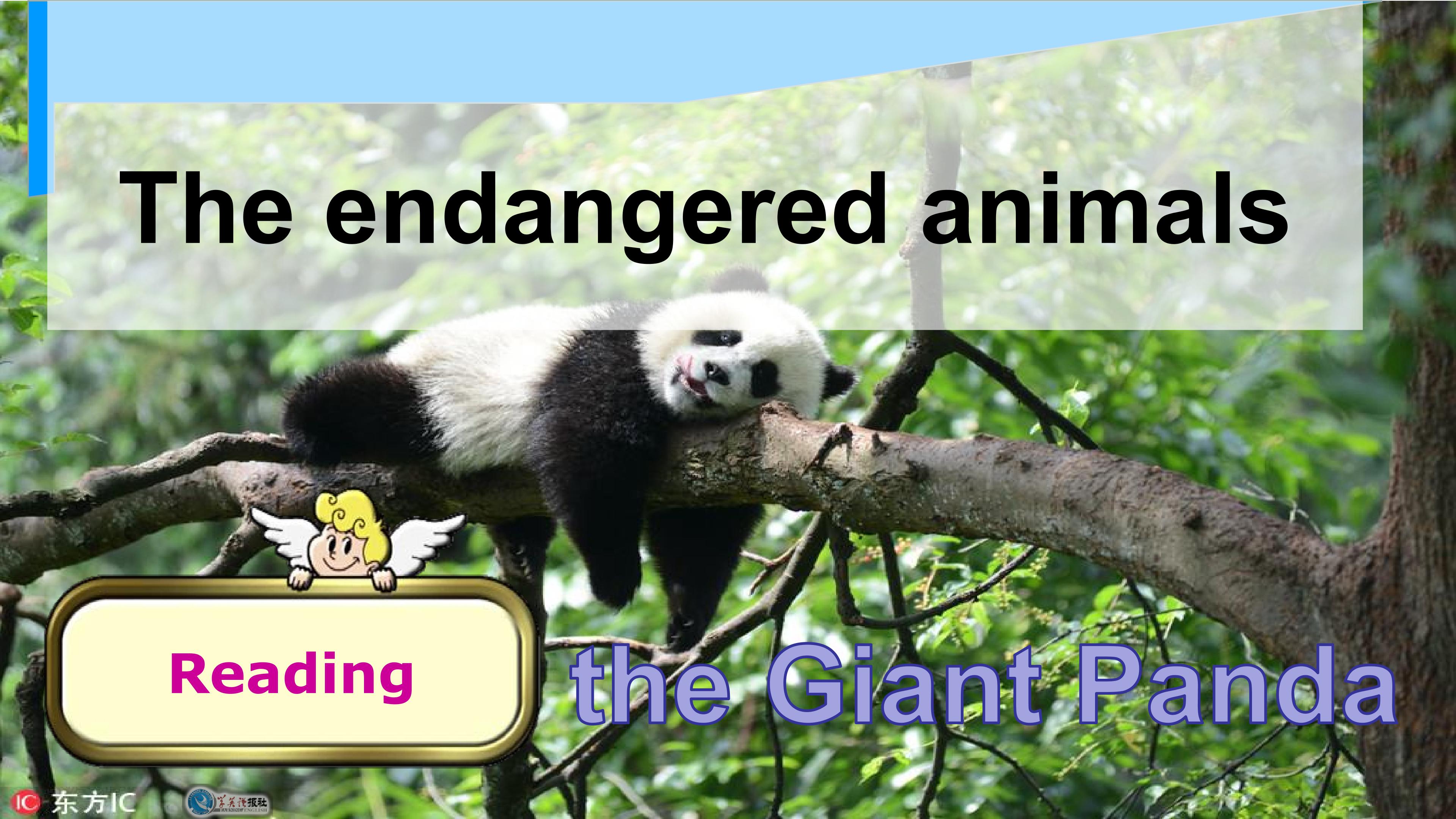 Reading-the Giant Panda