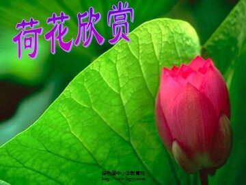 14 荷叶圆圆 