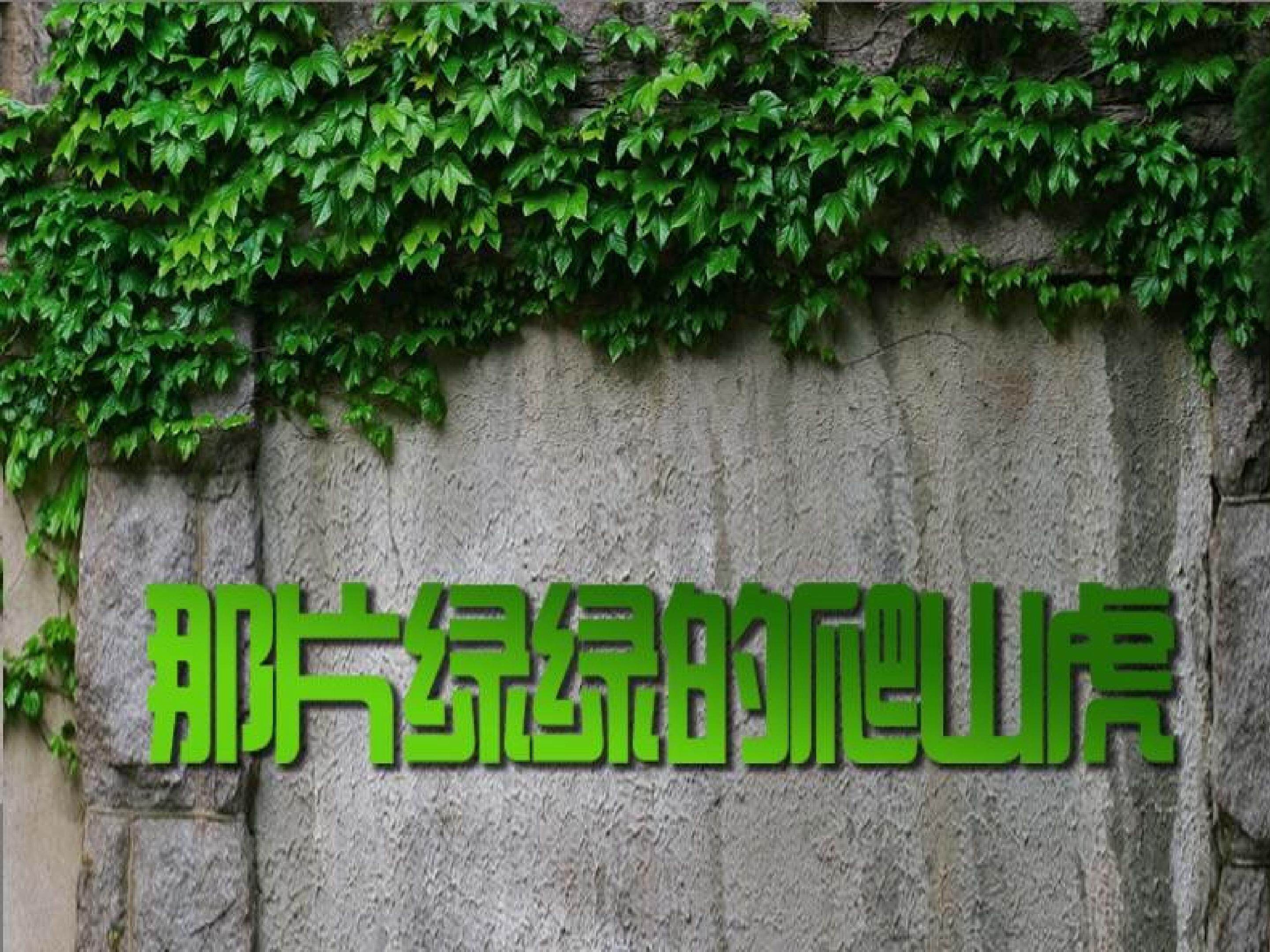 那片绿绿的爬山虎