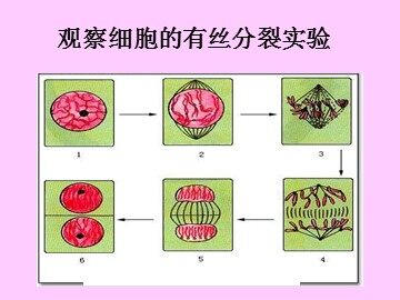 生物高中必修1第六章第一节第二课时课件1