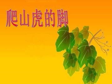 6 爬山虎的脚