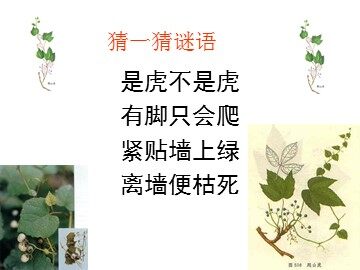 6 爬山虎的脚