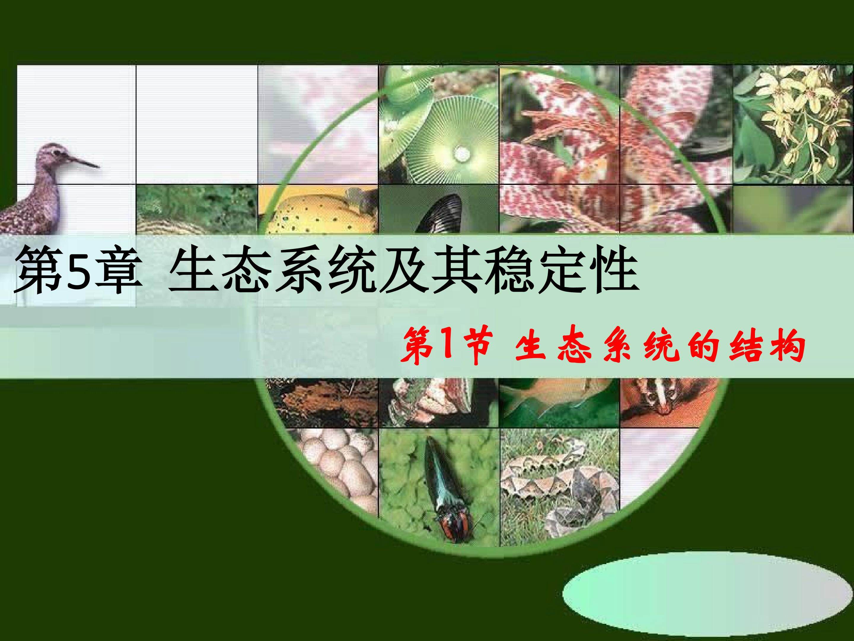 生态系统的结构