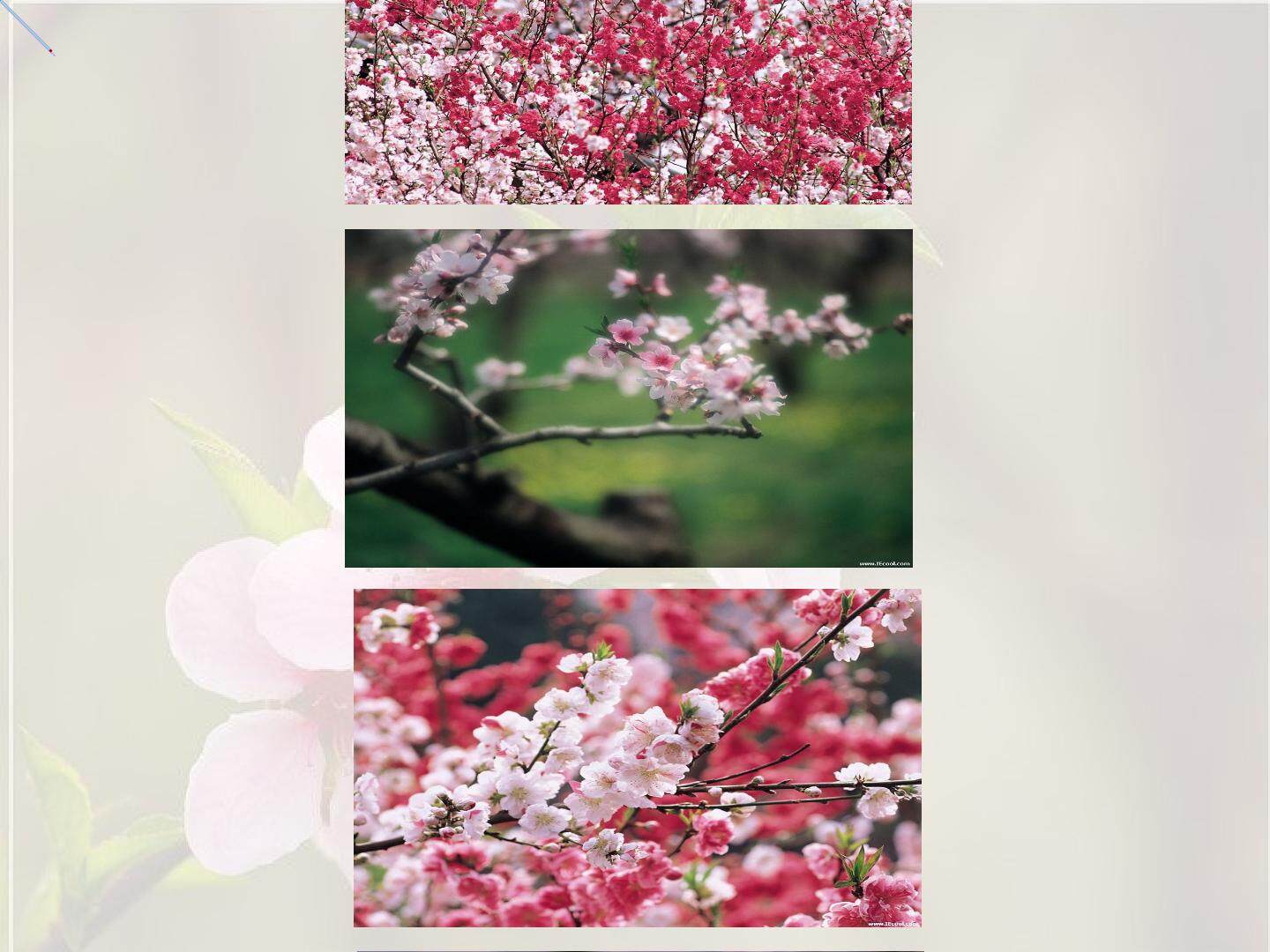 一棵小桃树