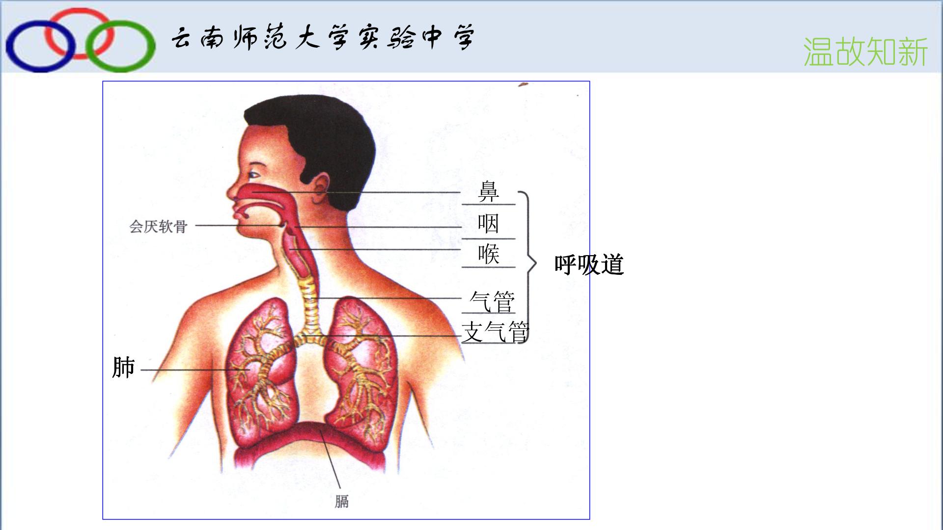 肺的通气