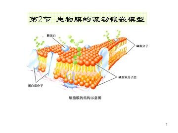第2节  生物膜的流动镶嵌模型