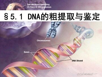 课题1　DNA的粗提取与鉴定 