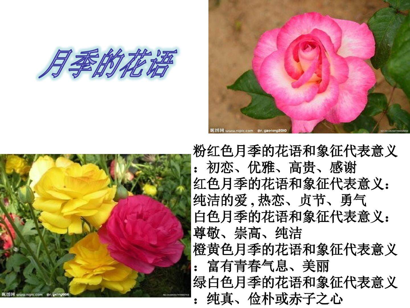 课题2　月季的花药培养 