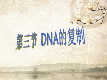 第3节  DNA的复制
