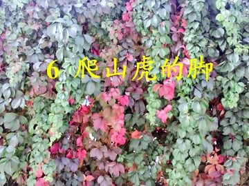 6 爬山虎的脚