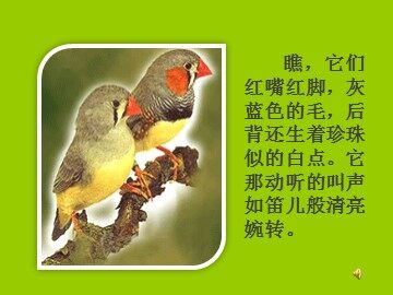 16* 珍珠鸟