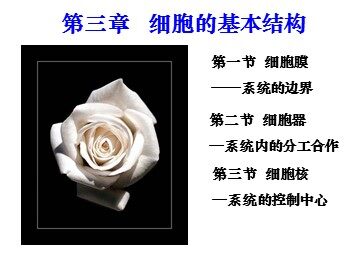 生物高中必修1第三章复习课件