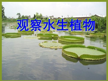 水生植物_课件1