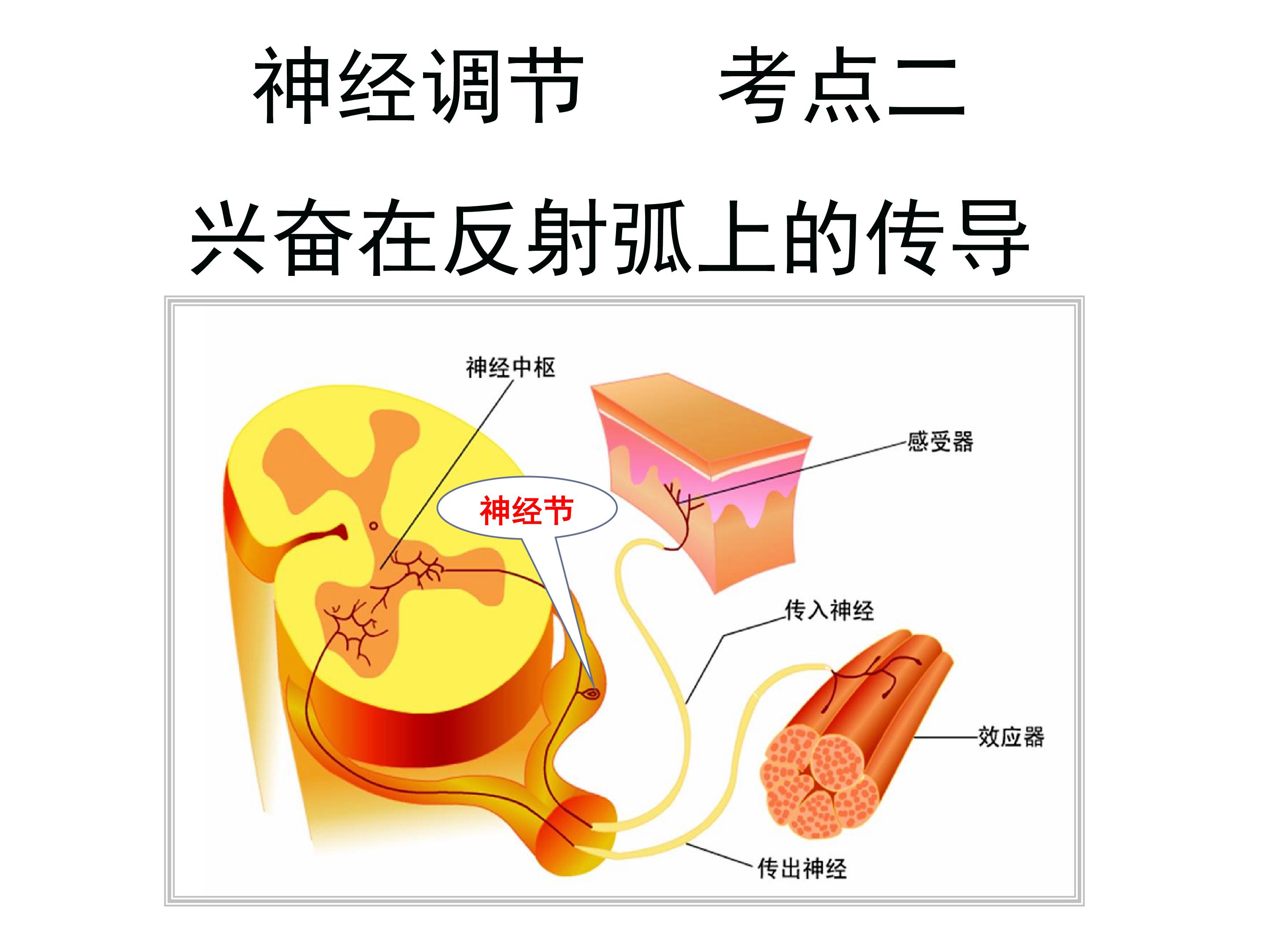 神经调节（高三复习）